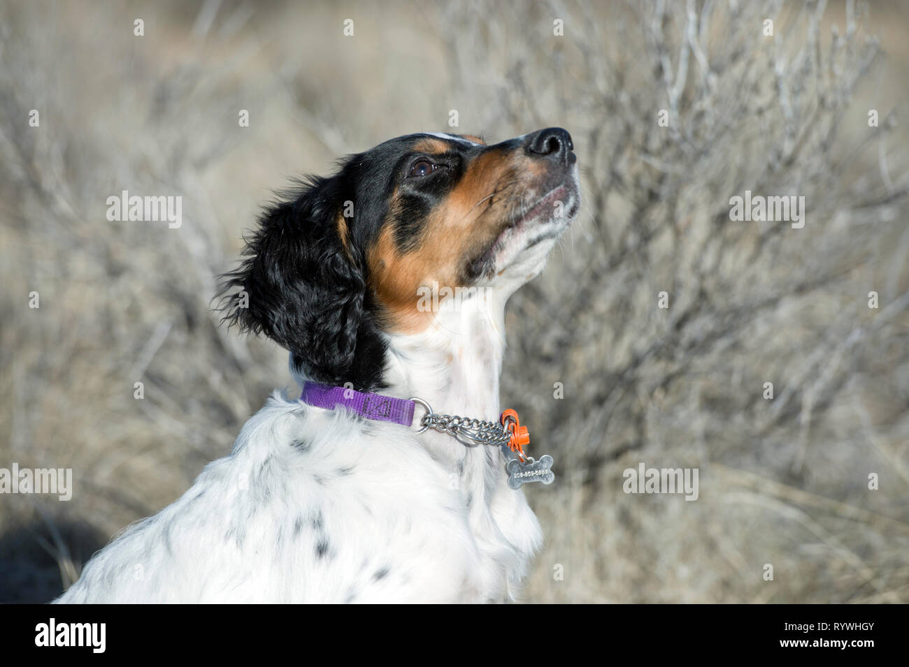 English setter puppy 4.5-months-old looking up at owner Stock Photo