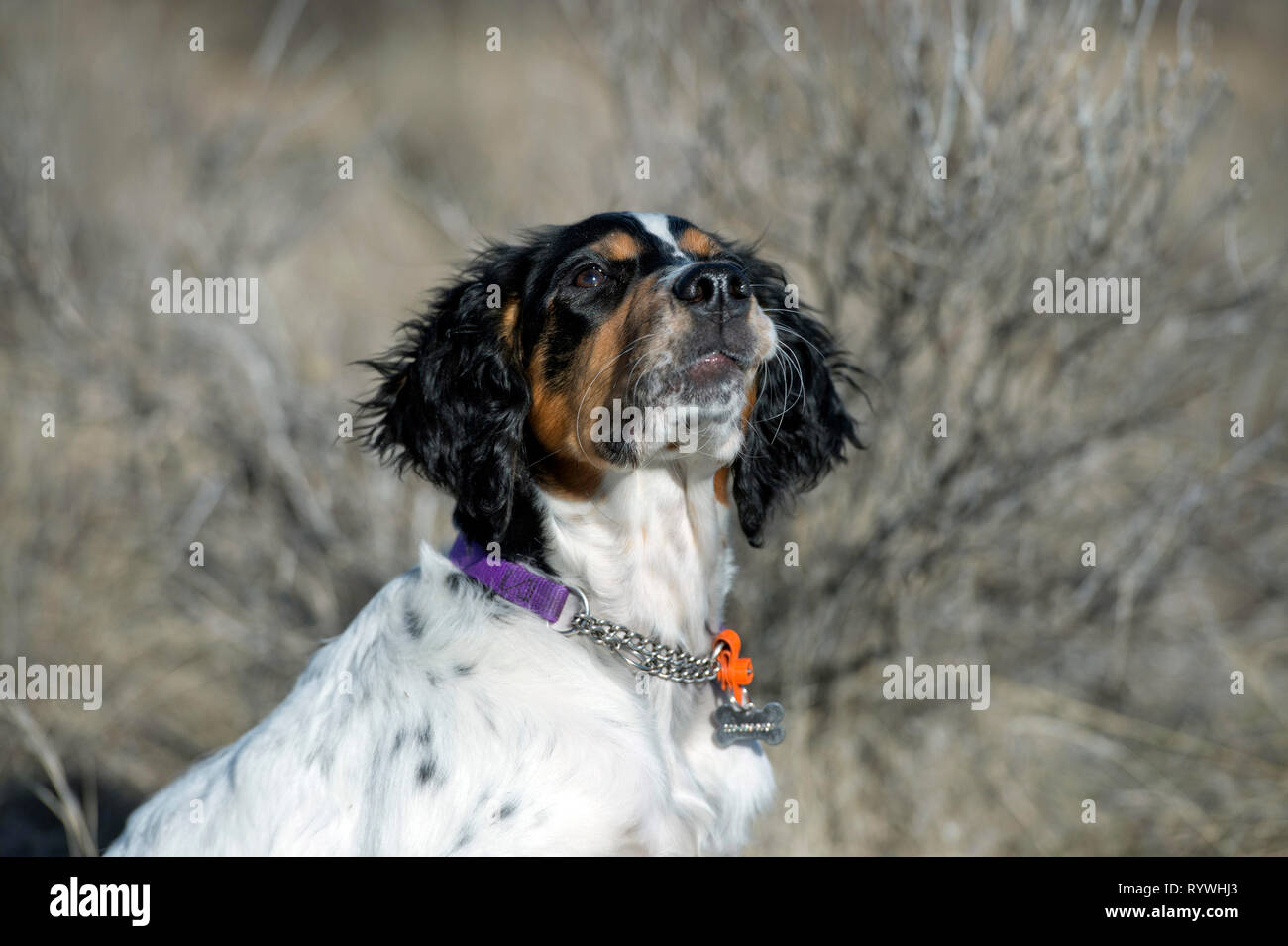 Four-and-a half month old English setter puppy looking up at trainer Stock Photo