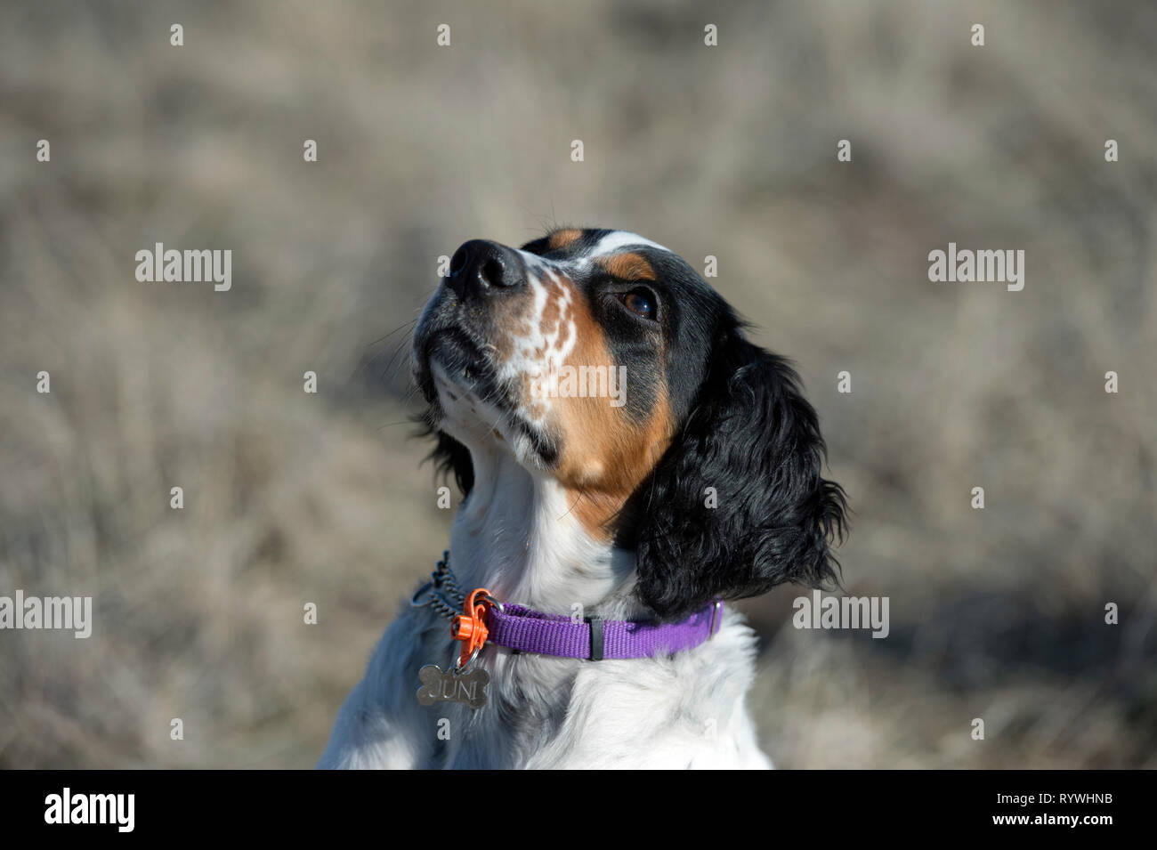 Four-and-a half month old English setter puppy looking up at trainer Stock Photo