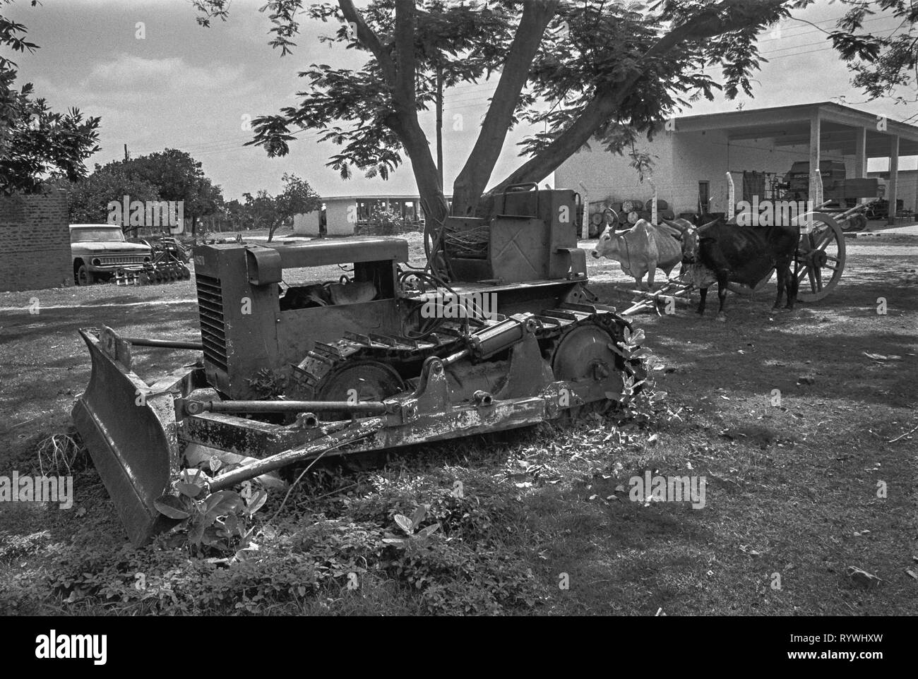 21/27 Government farm; abandoned bulldozer and working cattle Bangladesh  1981 Stock Photo