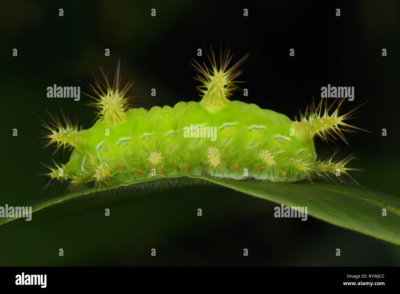 Beautiful Limacodid moth caterpillar (Limicodidae sp.) Stock Photo