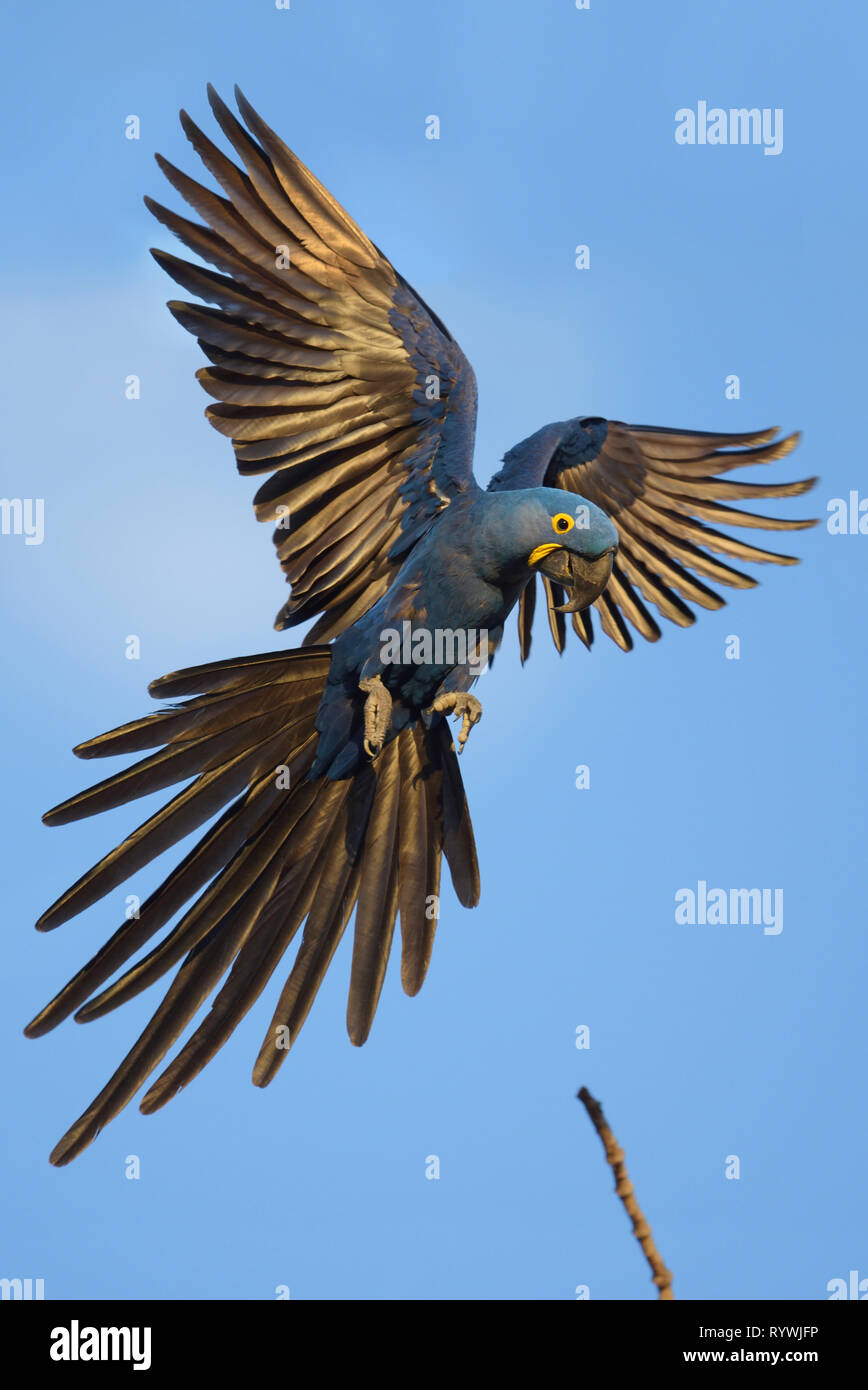 Endangered Hyacinth Macaw (Anodorhynchus hyacinthinus) flying Stock Photo