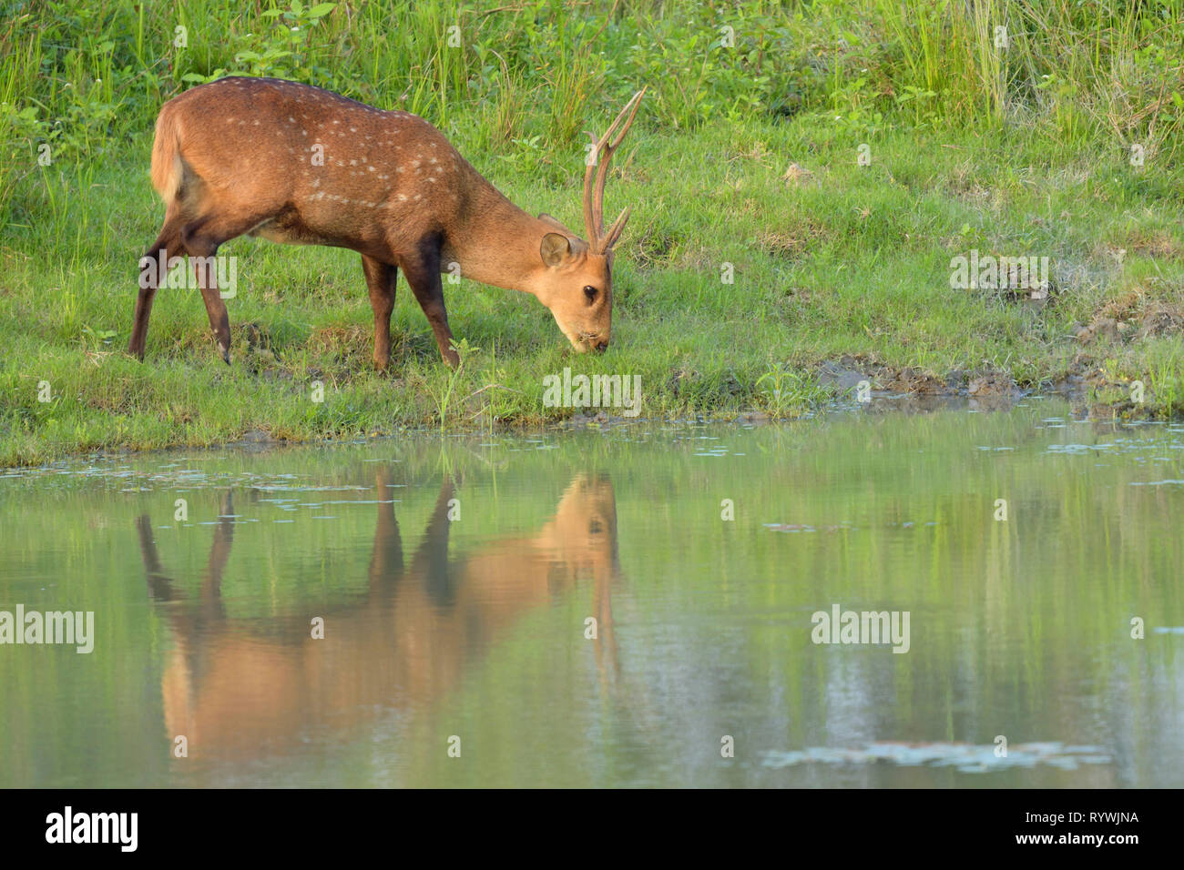 Male Indiain Hog Deer (Hyelaphus porcinus) grazing Stock Photo