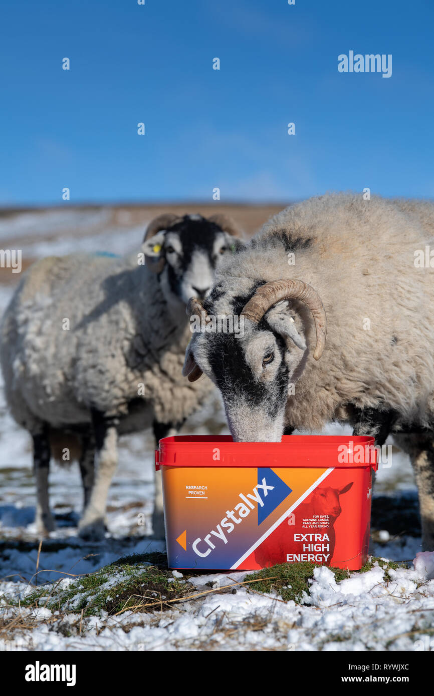 Swaledale ewes eating a High Energy feed block to help them through bad weather conditions on the moor where they are wintering. North Yorkshire, UK. Stock Photo