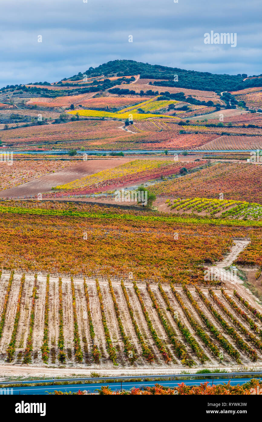 Vineyards in autumn. Stock Photo