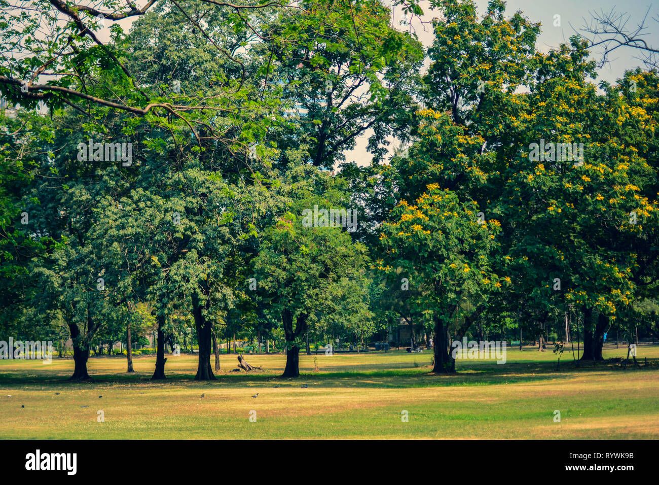 Public park with trees and garden.Nature landscape and sky background.Spring summer nature park  in city Stock Photo