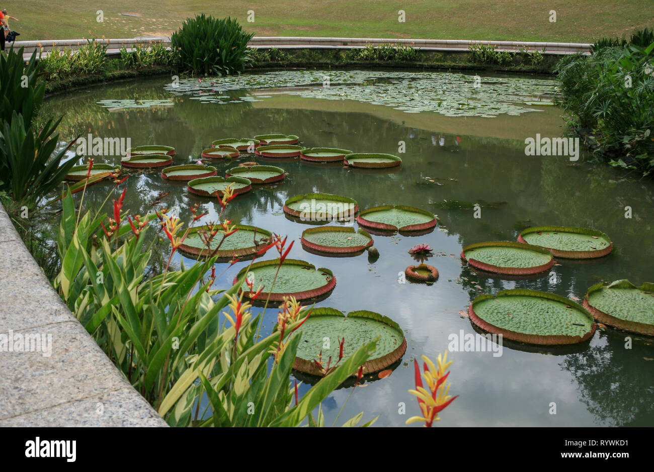 Lily pads on Symphony Lake, Singapore Botanic Gardens, Singapore Stock Photo