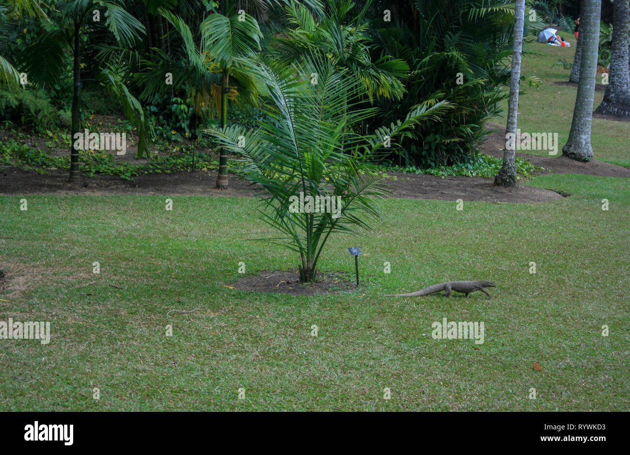 Water monitor lizard at Singapore Botanic Gardens, Singapore Stock