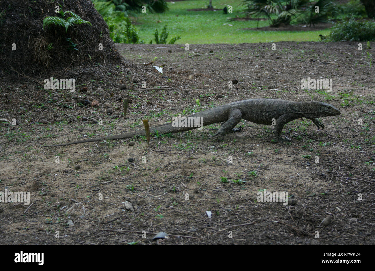 Water monitor lizard at Singapore Botanic Gardens, Singapore Stock