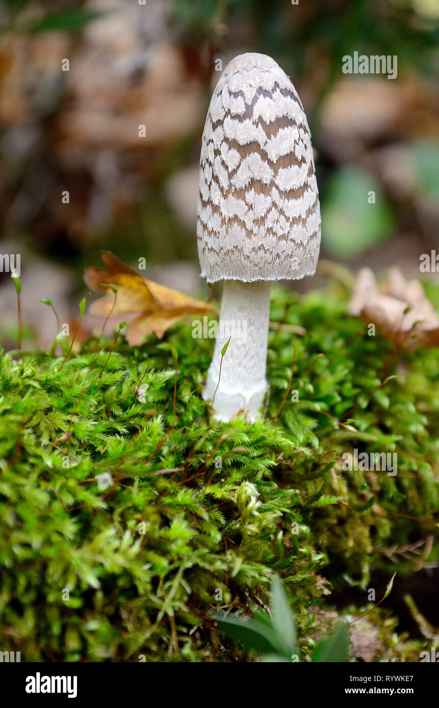 Mushroom, magpie fungus (Coprinus picaceus) *** Local Caption *** Stock Photo