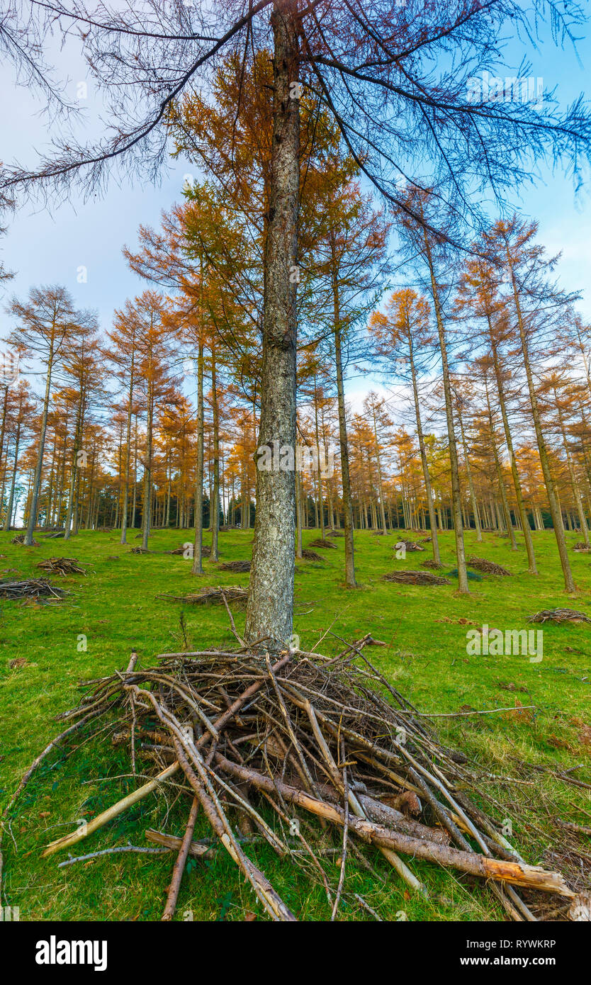 Larch tree (Larix sp.) forest. Stock Photo