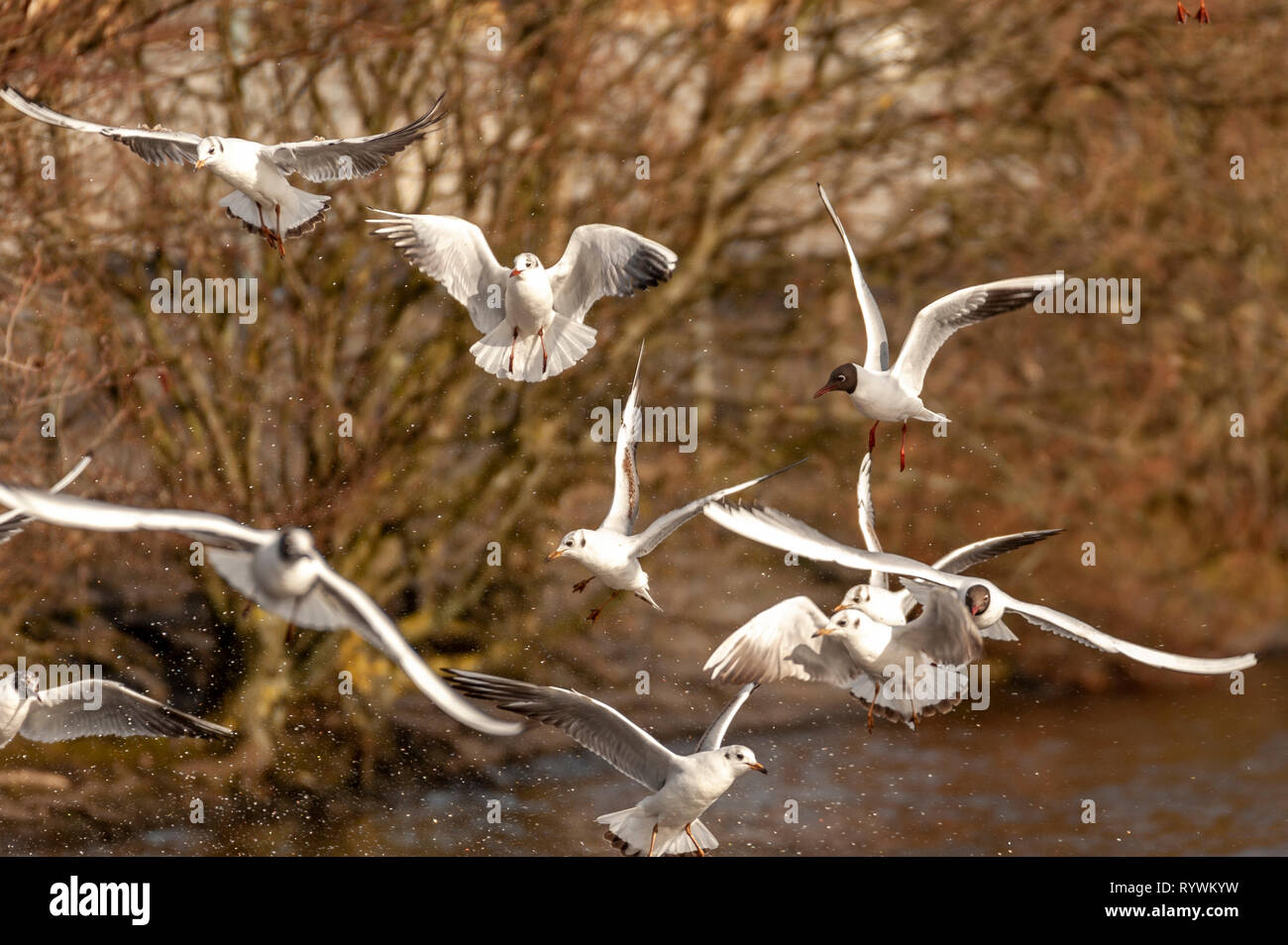 Photograph of seagulls flying on a spring day Stock Photo - Alamy
