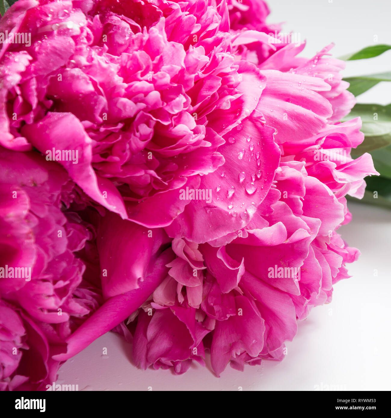 Bouquet of beautiful pink peony flowers on white background. Close up ...