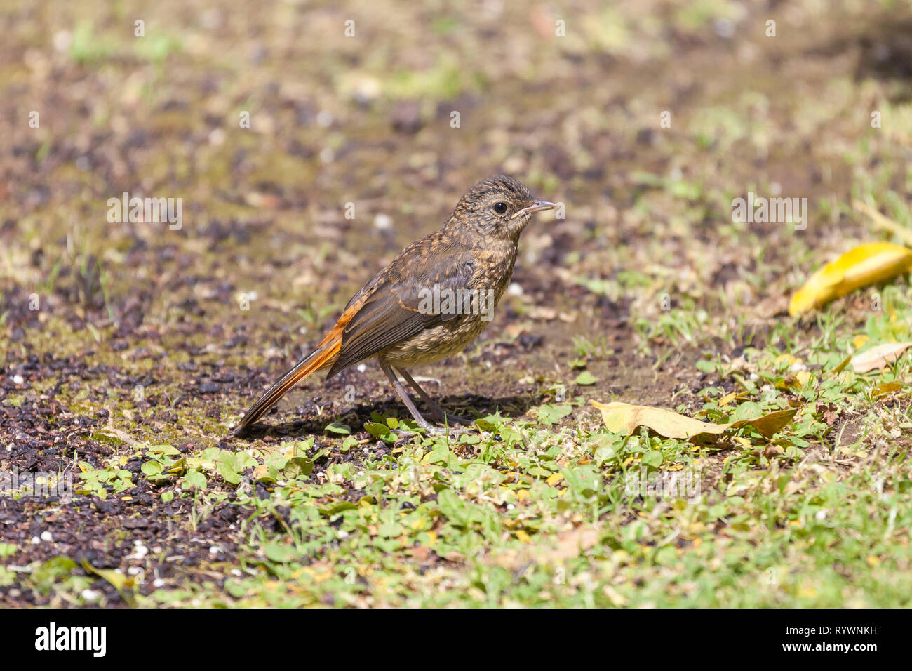 Juvenile Cape Robin-chat (Cossypha caffra) on ground in rural garden, Western Cape, South Africa in spring. Speckled feathers camouflage colouring Stock Photo