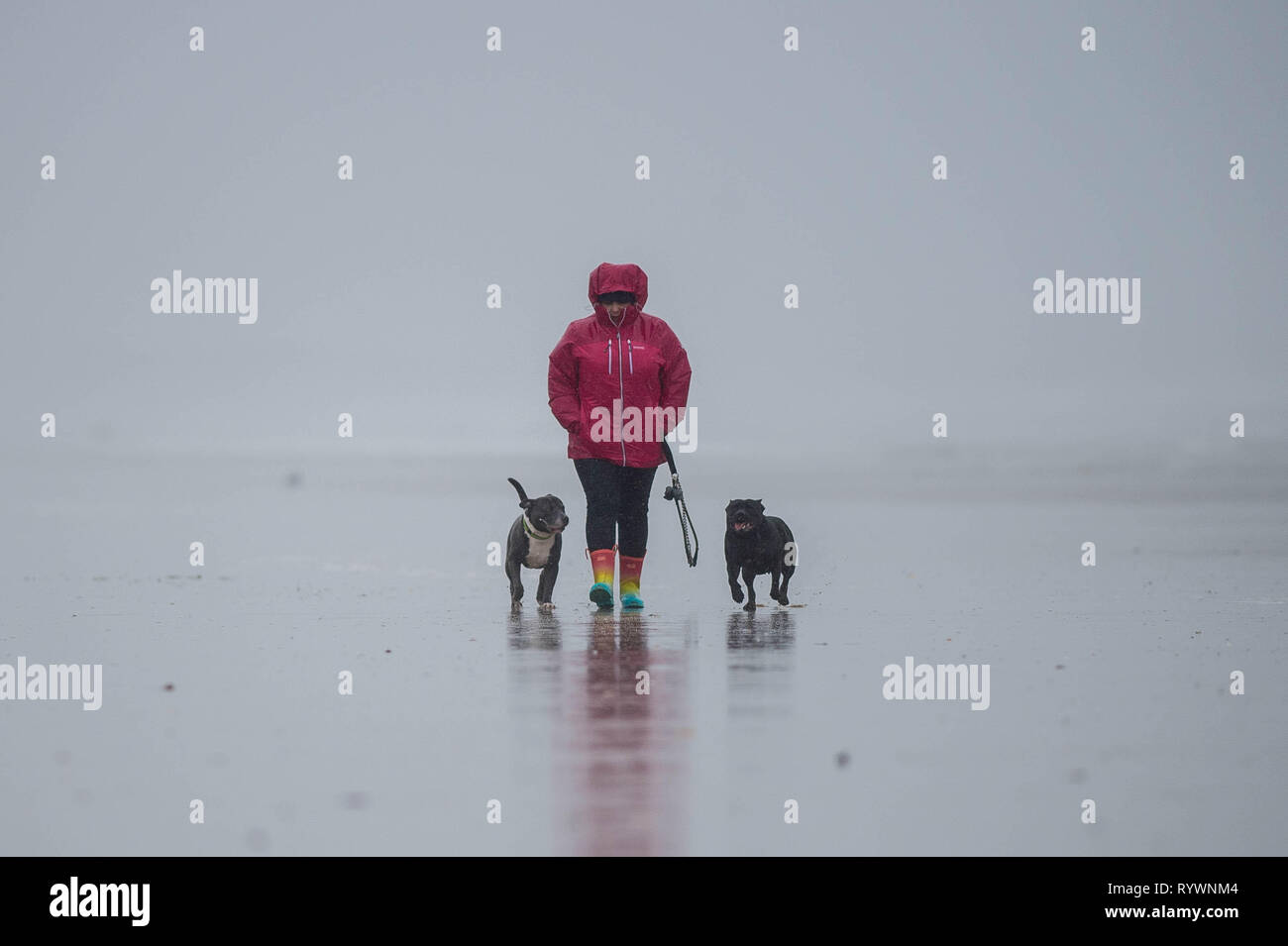 Friday  15 March 2019  Pictured: A man walks his dogs in the mist and rain along Aberavon Beach, Near Port Talbot, South Wales  Re: A total of four we Stock Photo
