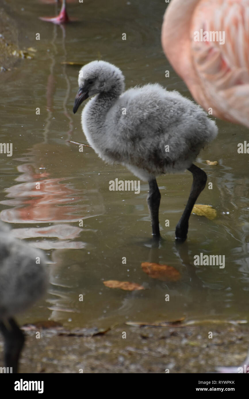 flamingo baby pool