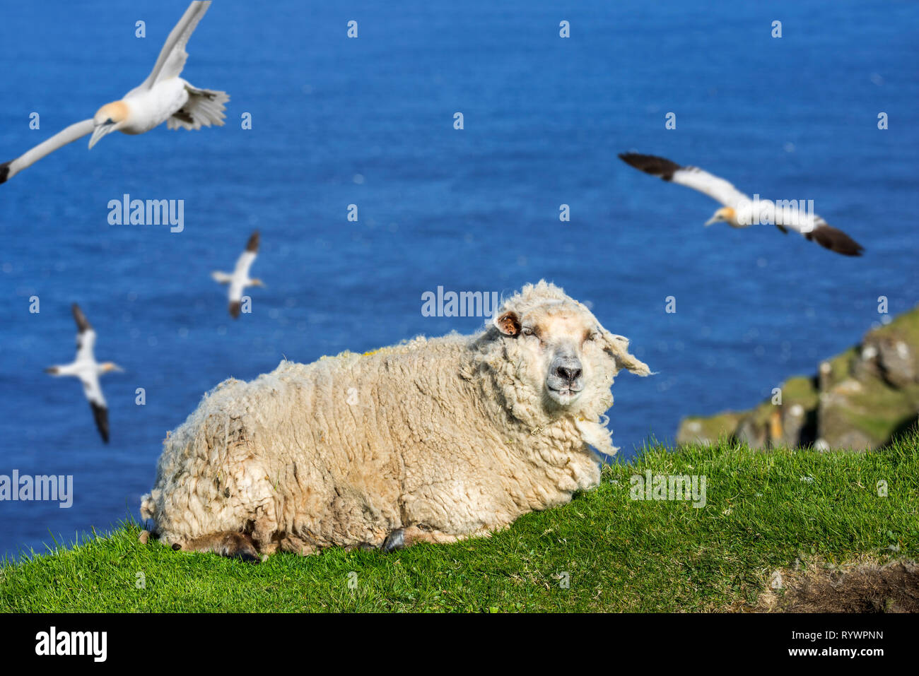 White sheep resting on sea cliff top and Northern gannets (Morus bassanus) soaring along the Scottish coast in Scotland, UK Stock Photo