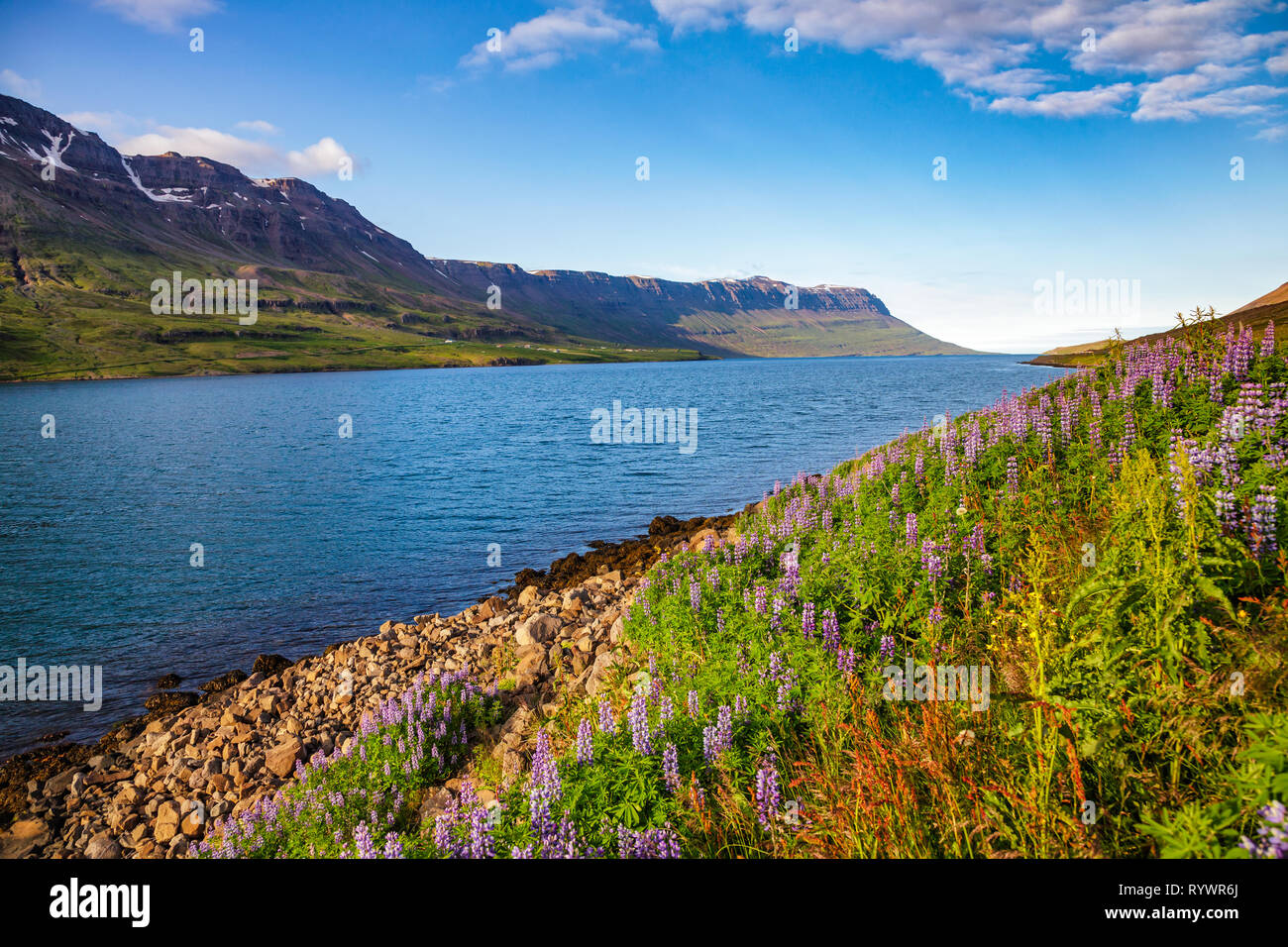 Wild Lupinus on a shore of scenic Seydisfjordur fjord in Eastern Iceland, Scandinavia Stock Photo