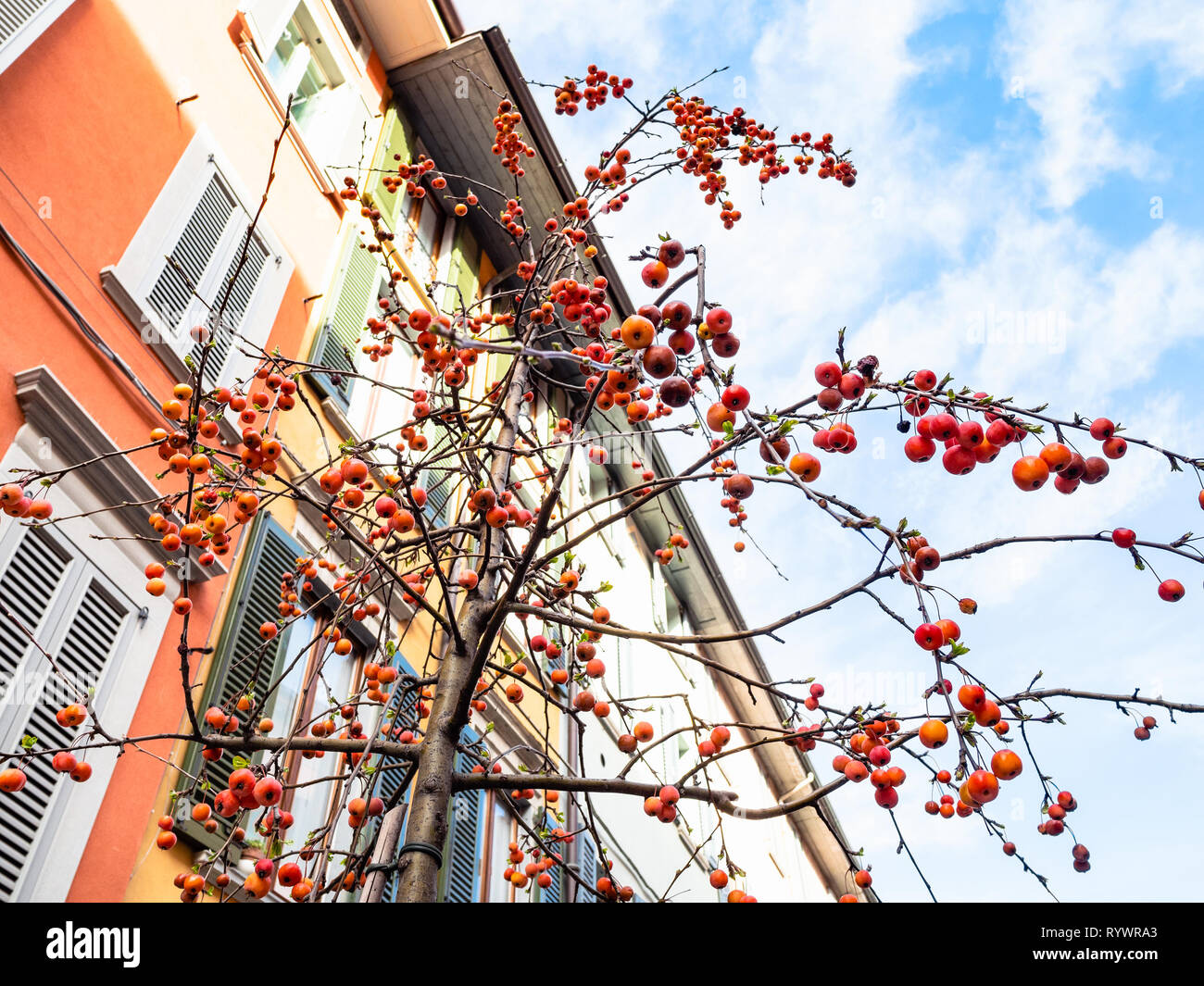 Travel to Italy - decorative crabapple tree on street in Bergamo city, Lombardy in sunny spring day Stock Photo