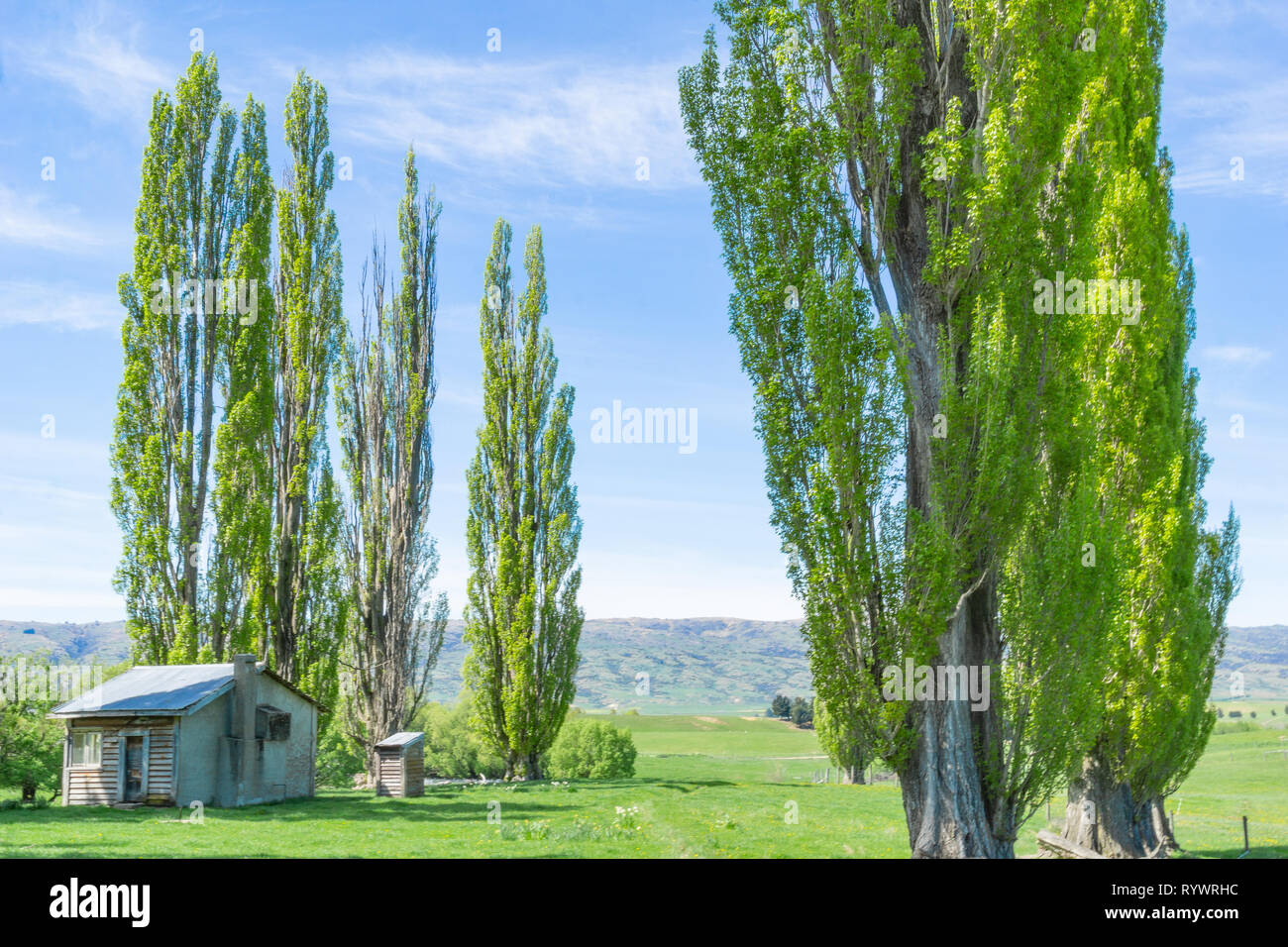 Tall poplar trees hi-res stock photography and images - Alamy