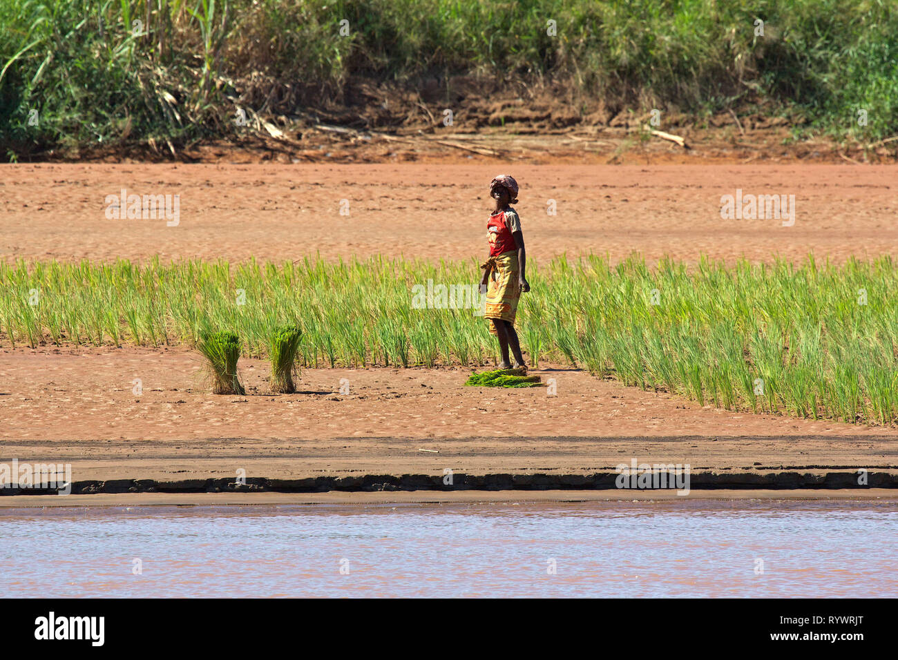Rice fields,  Tsiribihina river, Madagascar. Stock Photo