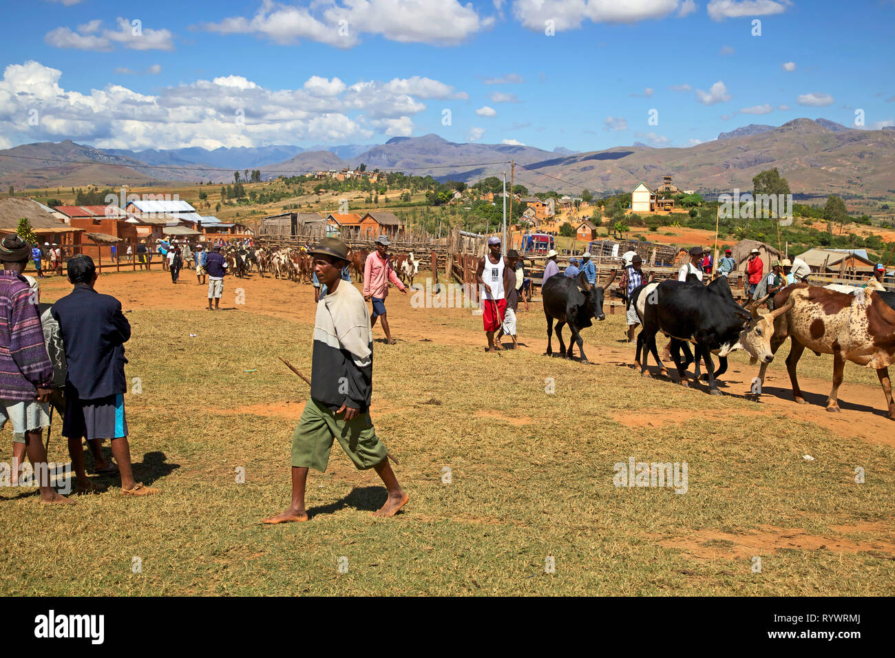 Famous Zebu cattle market in Ambalavao, Madagascar. Stock Photo