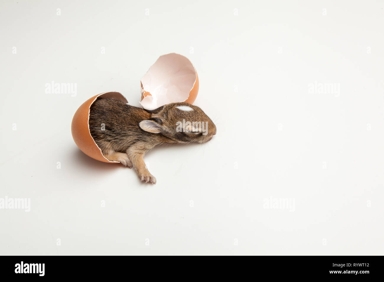 Concept image of a baby rabbit being hatched from an egg. Stock Photo
