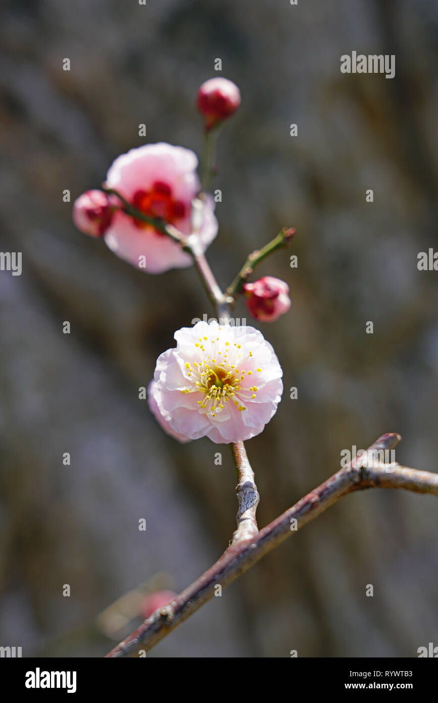 Pink flower blooms of the Japanese ume apricot tree, prunus mume, in winter in Japan Stock Photo