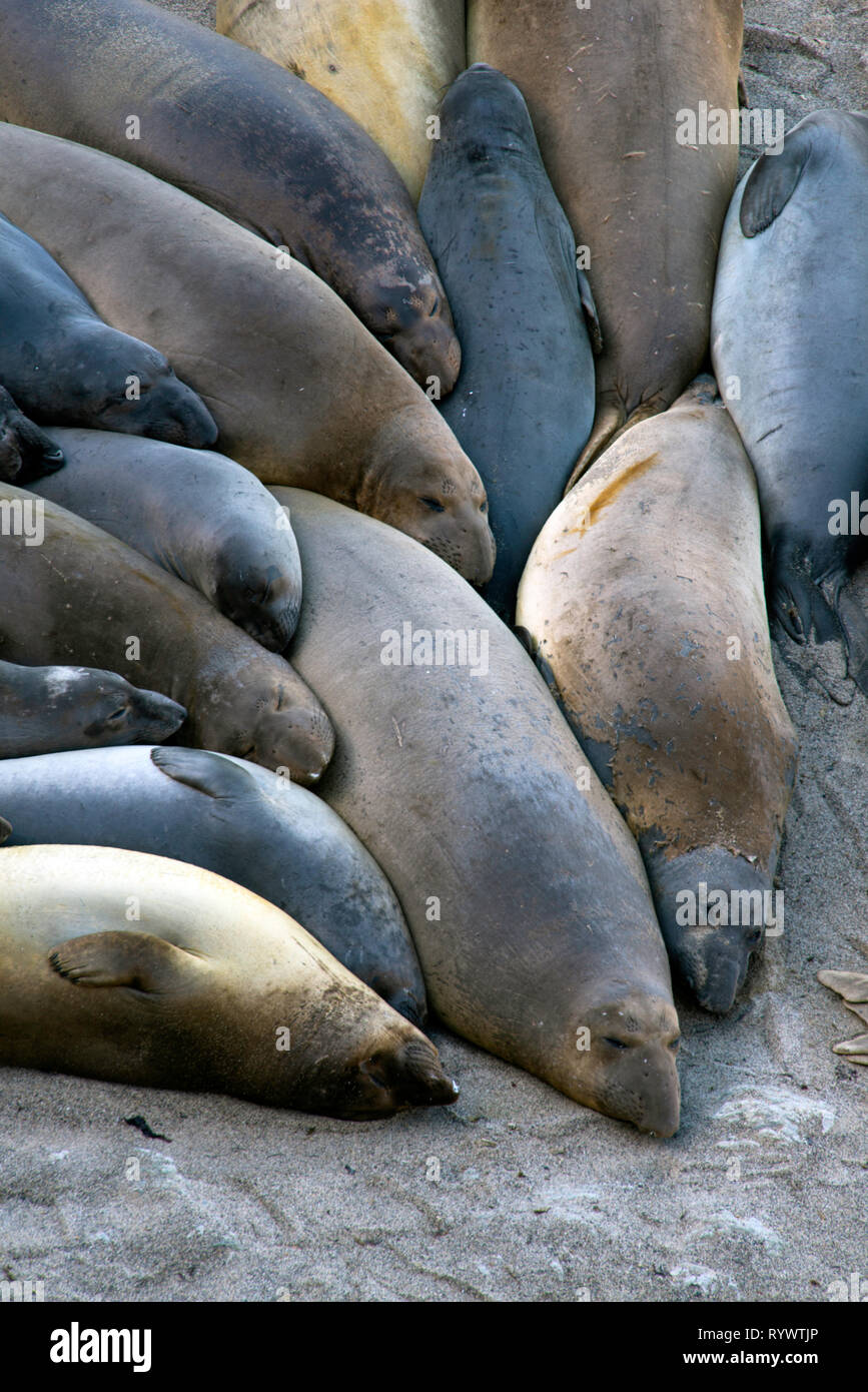 A group of elephant seals naps together in the sand above the high tide line. Stock Photo