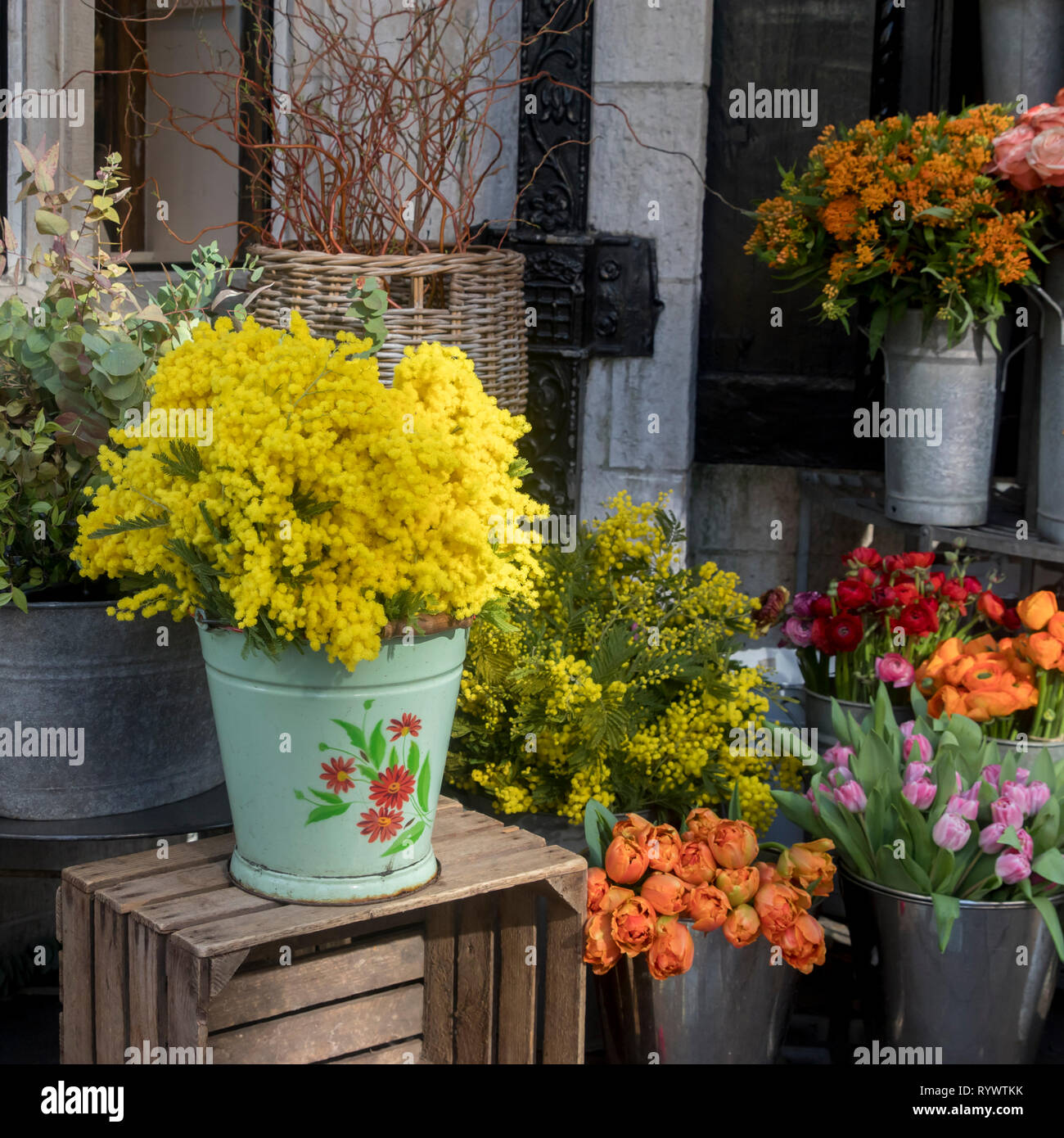 Bouquets of mimosa branches in huge wicker baskets, tulips and roses for sale in a Liberty store in London Stock Photo