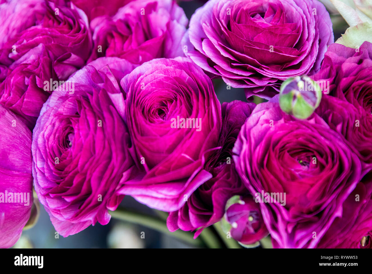 Magenta Ranunculus Ranunculus magenta flower hi-res stock photography and images - Alamy