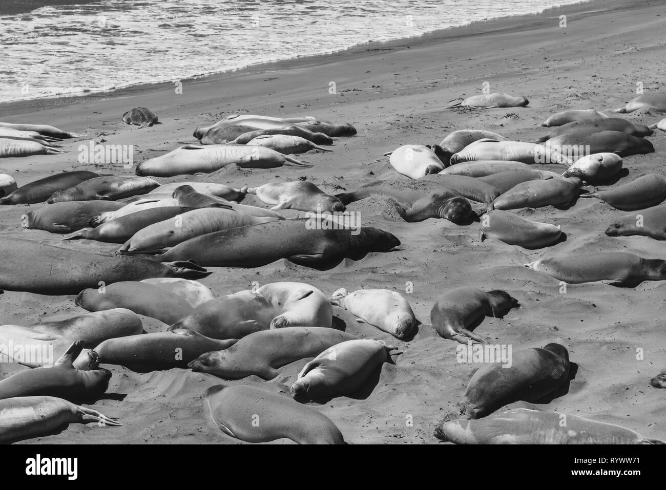 Elephant seals laying on sandy beach, black and white Stock Photo - Alamy