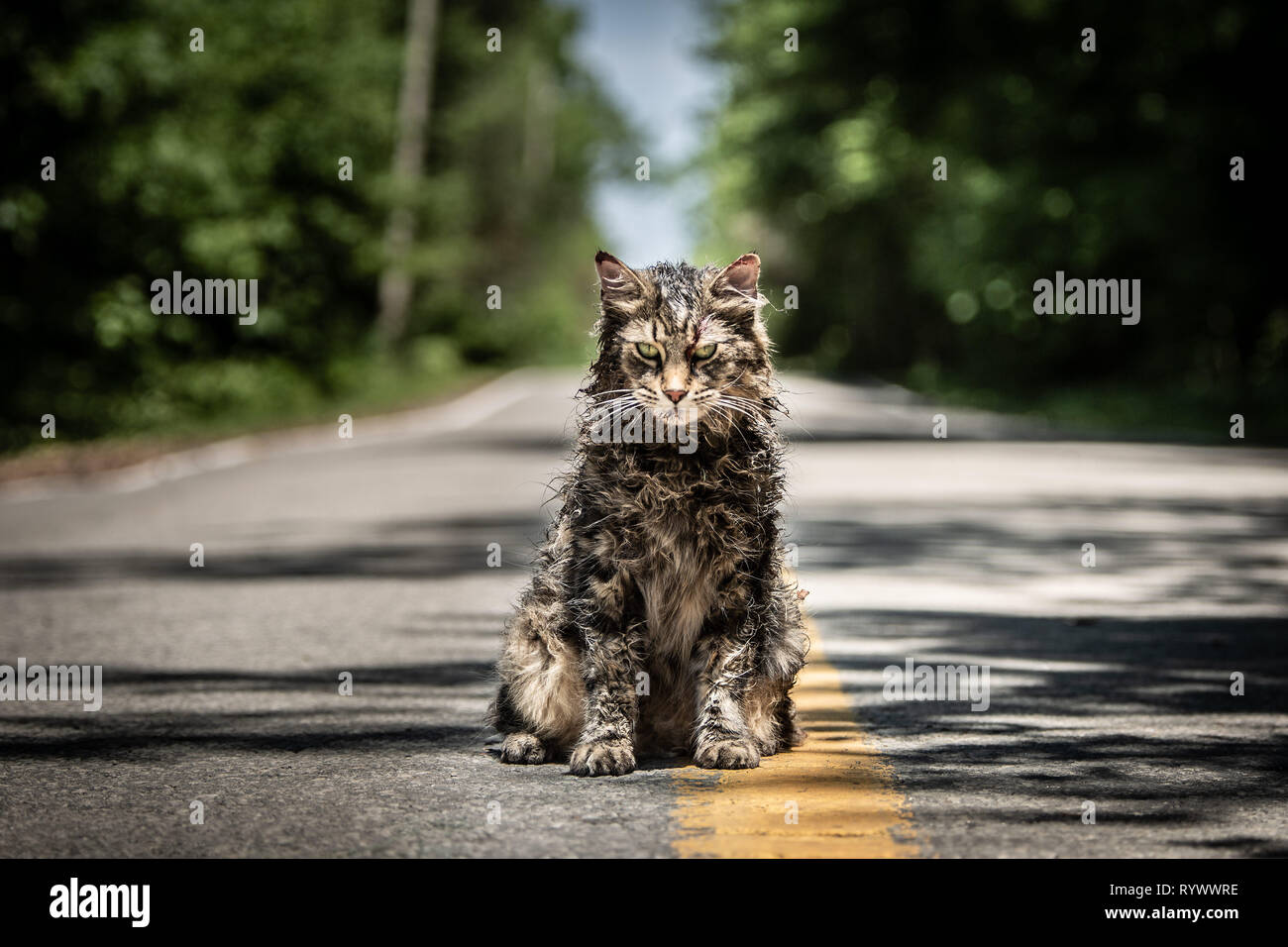 RELEASE DATE: April 5, 2019 TITLE: Pet Sematary STUDIO: Paramount Pictures DIRECTOR: Kevin Kolsch, Dennis Widmyer PLOT: Louis Creed, his wife Rachel, and their two children Gage and Ellie move to a rural home where they are welcomed and enlightened about the eerie 'Pet Sematary' located nearby. After the tragedy of their cat being killed by a truck, Louis resorts to burying it in the mysterious pet cemetery, which is definitely not as it seems, as it proves to the Creeds that sometimes, dead is better. STARRING: Zombie cat. (Credit Image: © Paramount Pictures/Entertainment Pictures) Stock Photo