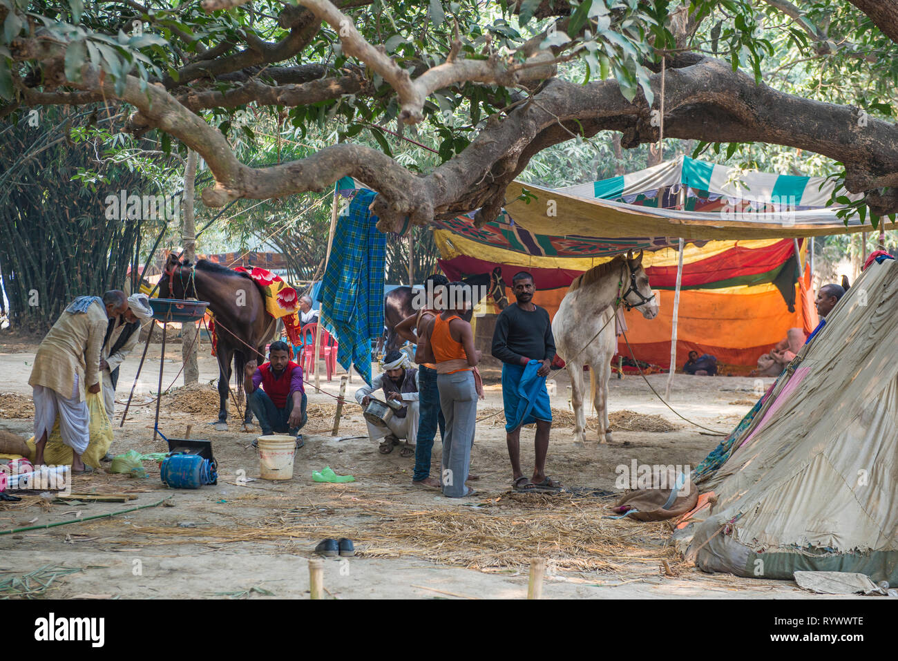 SONPUR, BIHAR, INDIA-November 30, 2015. horse traders in their provisional camp und the branches of a big tree during the annual Sonepur cattle fair w Stock Photo