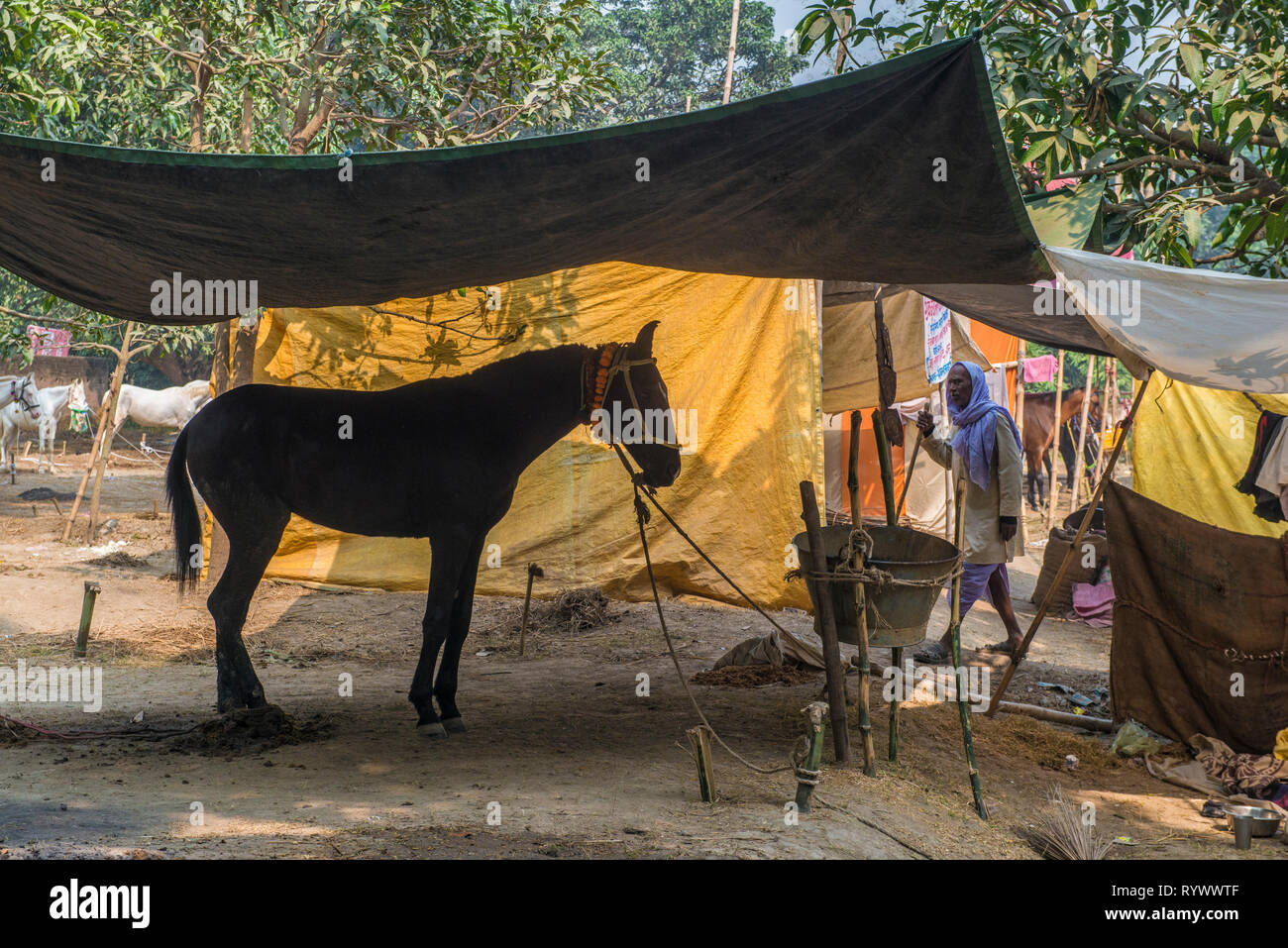 SONPUR, BIHAR, INDIA-November 30, 2015. Man walking by a horse resting under a tarpaulin serving as a temporary stable during the annual Sonepur cattl Stock Photo