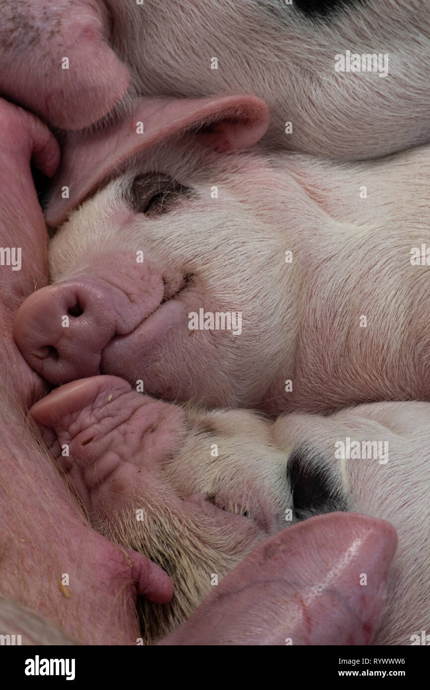 Piglets Sleeping together Stock Photo