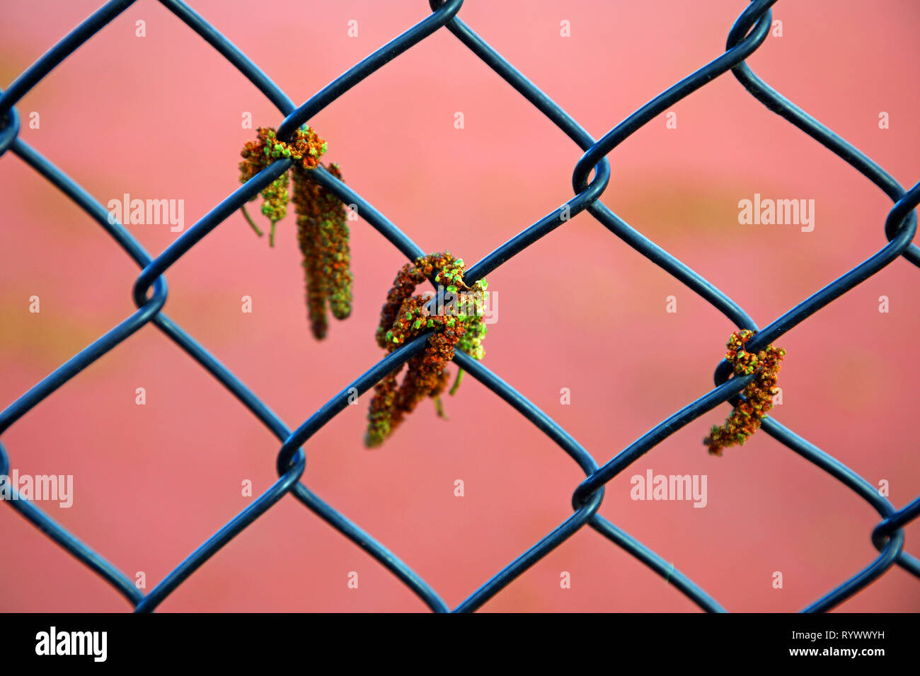 Catkins hang from a chainlink fence against a pink background
