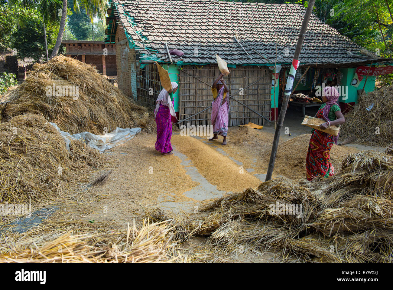RAJMAHAL, BIHAR, INDIA, Women winnowing rice in front of theit home in rural India Stock Photo