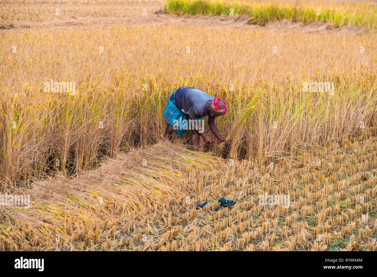 DAYAPUR, SUNDARBANS, INDIA. December 7-2015. Elderly farmer cutting rice by hand with a sickle Stock Photo