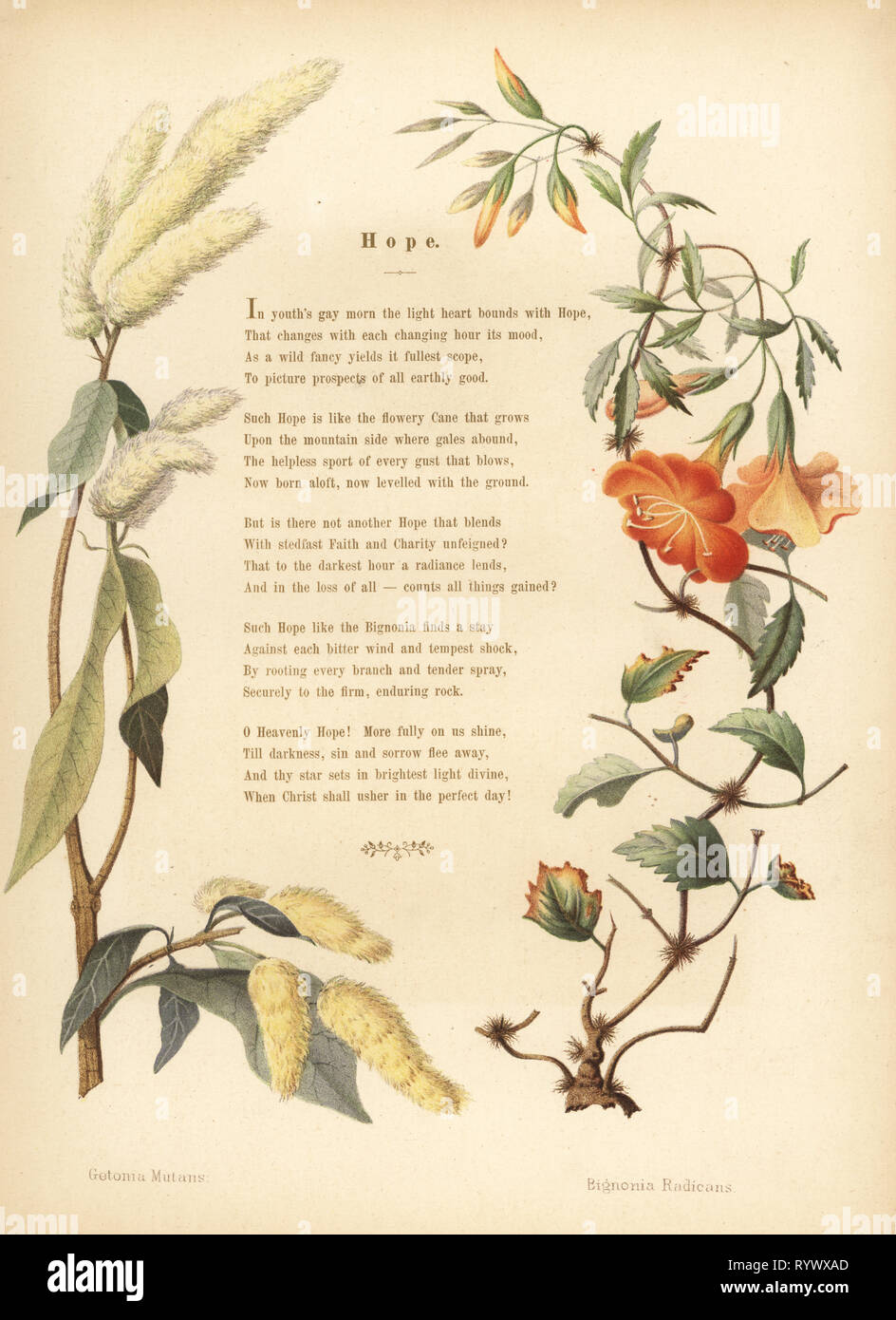 Poem with floral border of ukshi, Getonia floribunda, and trumpet vine, Campsis radicans. (Getonia mutans, Bignonia radicans). Chromolithograph after a botanical illustration by Emily Eden from  Flowers from an Indian Garden: Second Series: Hope, Breidenbach & Co, Dusseldorf, 1860s. Eden was an English female aristocratic writer, novelist and traveler who accompanied her brother George in India from 1836 to 1842. Stock Photo