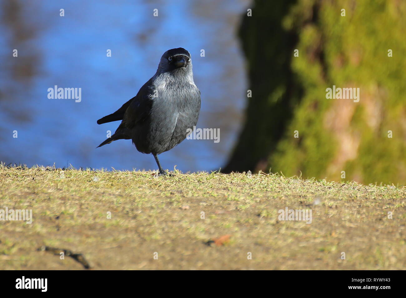 Western jackdaw (Corvus monedula) standing on single leg . Stock Photo