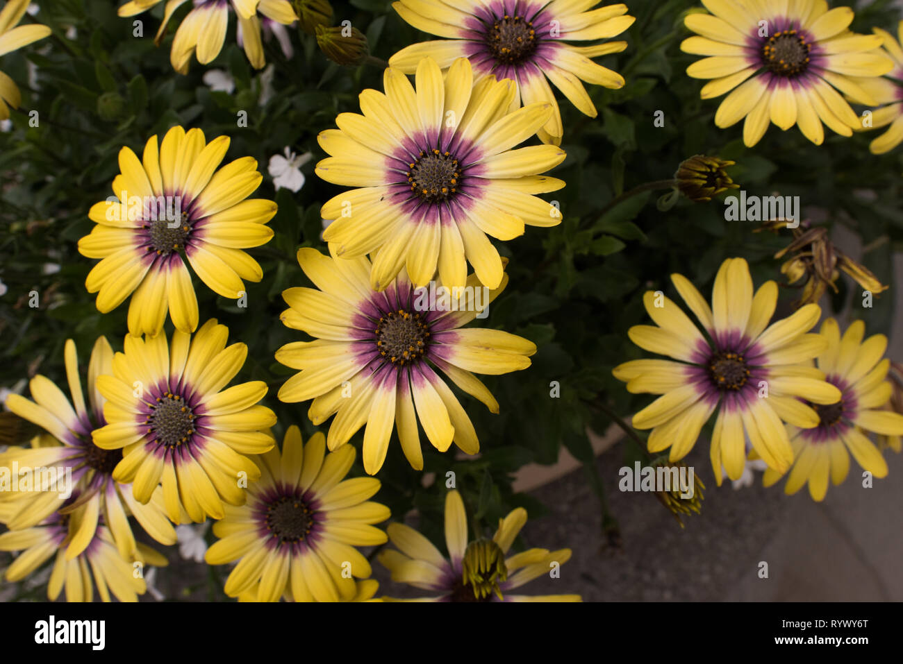 Flowers bloom in the garden and flower beds to add vibrant color to