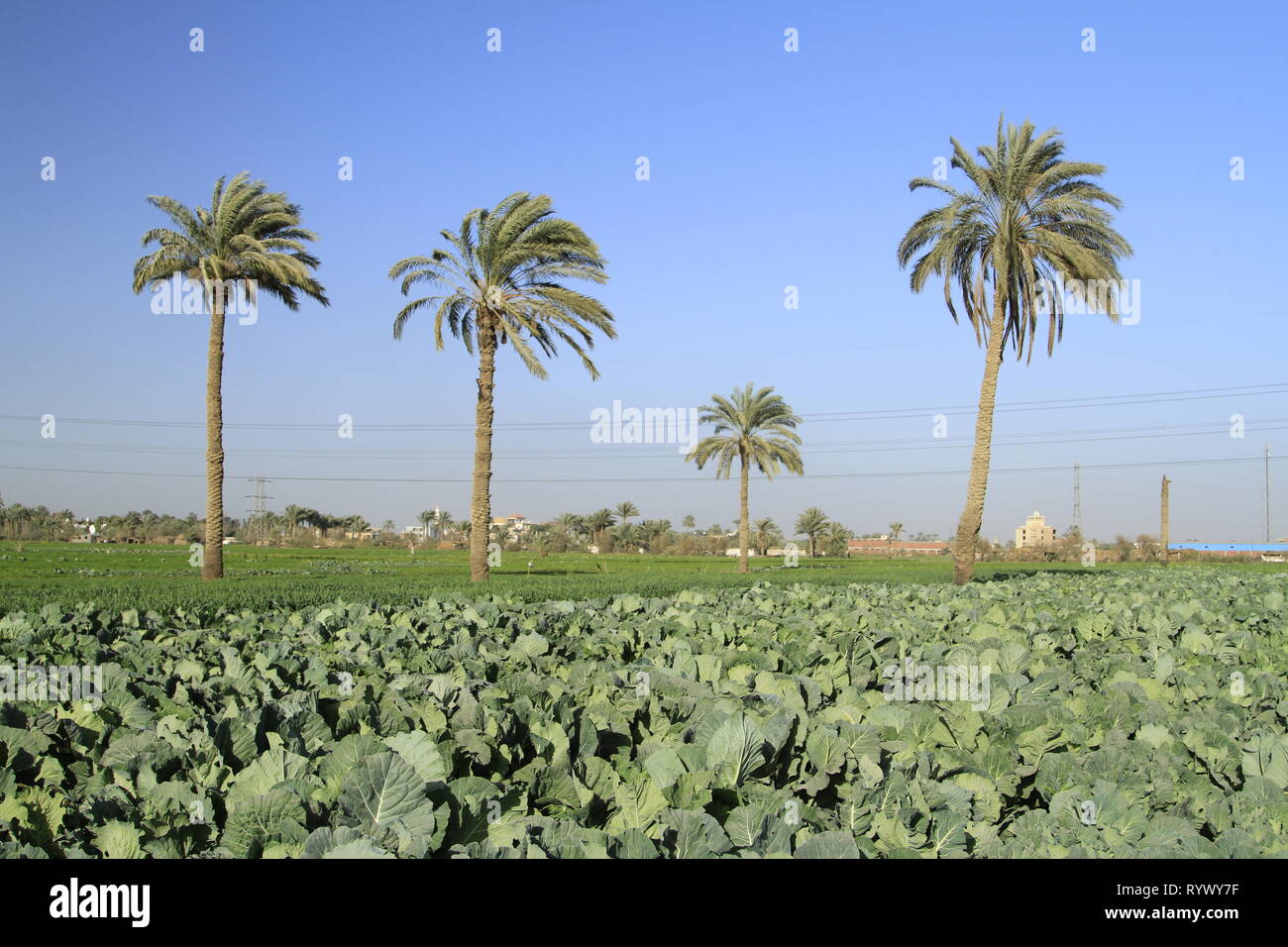Agriculture fields south of Cairo near the village of Abusir, Cairo Governorate, Lower Egypt