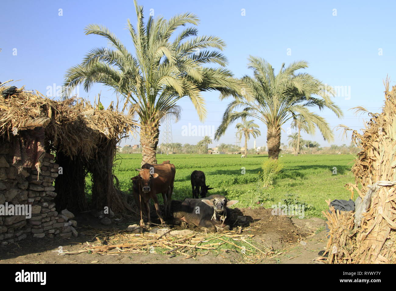 Water buffalo, palm trees, thatched huts, and green fields in this