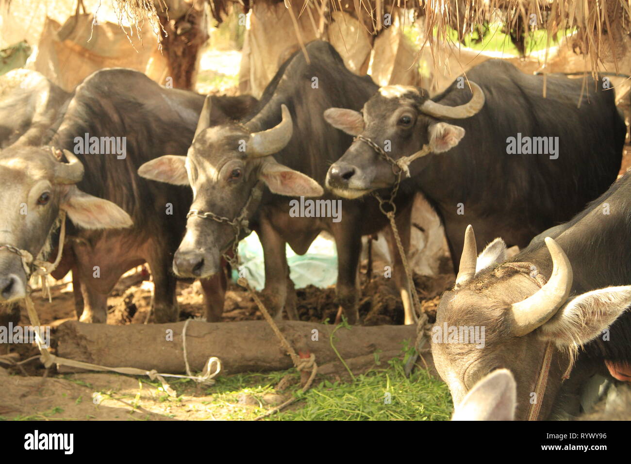Group of water buffalo eating green grass under a thatched roof shelter