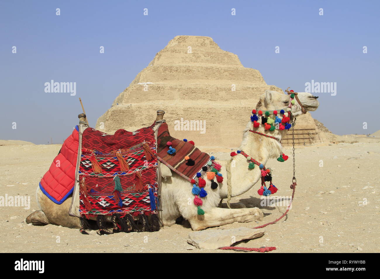 Colorfully saddled camel lying down at the Stepped pyramid of Djoser, Saqqara, Giza Governorate