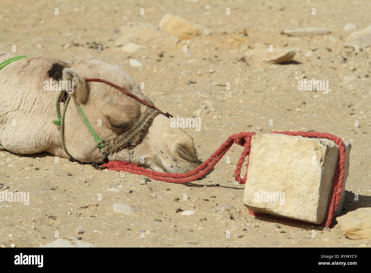 Egypt - camel toes - a term used to describe gusset clinging to