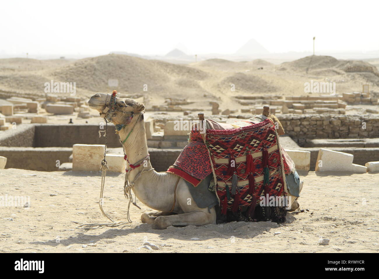 Colorfully saddled camel lying down at the Stepped pyramid of Djoser, Saqqara, Giza Governorate