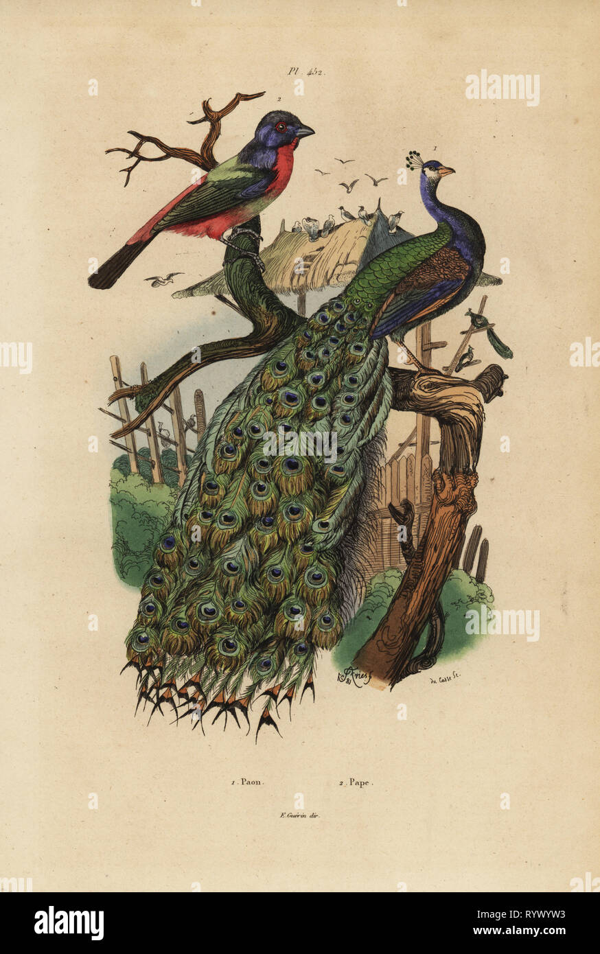 Indian peafowl, Pavo cristatus, and parrotfinch, Erythrura species. Handcoloured steel engraving by du Casse after an illustration by Adolph Fries from Felix-Edouard Guerin-Meneville's Dictionnaire Pittoresque d'Histoire Naturelle (Picturesque Dictionary of Natural History), Paris, 1834-39. Stock Photo