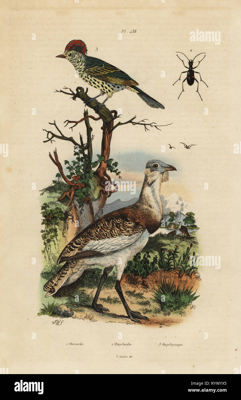 Little brown bustard, Eupodotis humilis, and sharpbill, Oxyruncus cristatus. Handcoloured steel engraving after an illustration by Adolph Fries from Felix-Edouard Guerin-Meneville's Dictionnaire Pittoresque d'Histoire Naturelle (Picturesque Dictionary of Natural History), Paris, 1834-39. Stock Photo